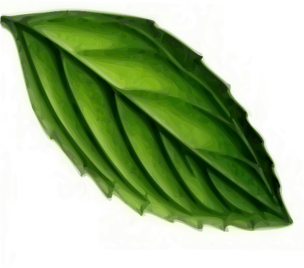 peppermint clipart basil leaf