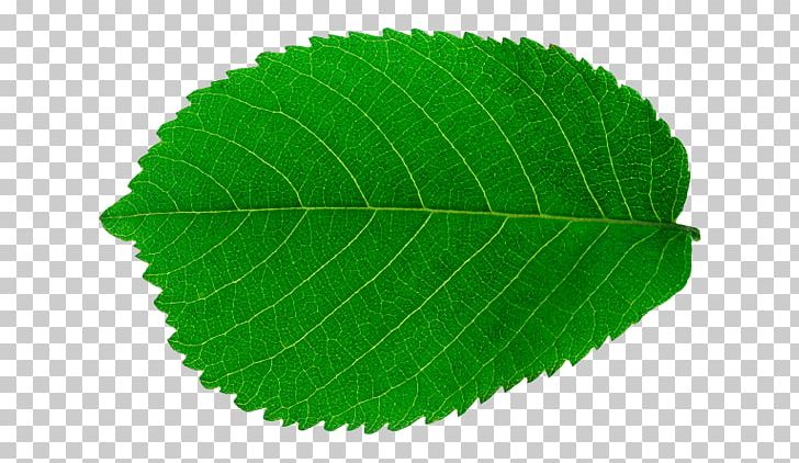 clipart leaf daun