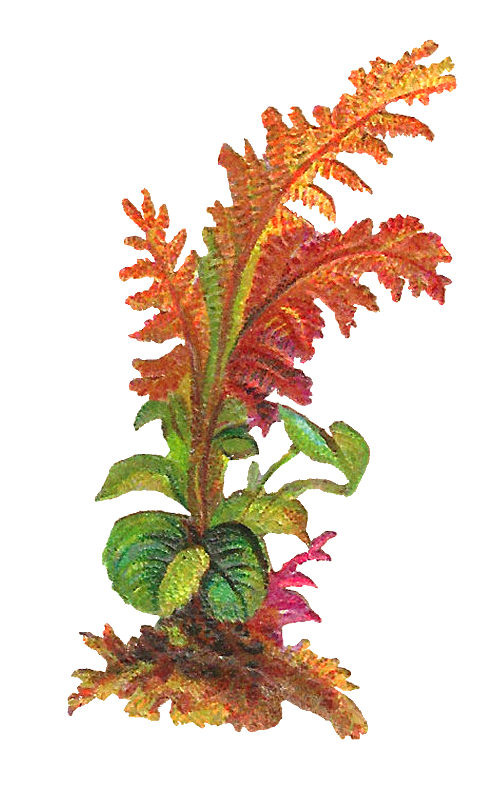 Clipart leaf fern. Antique images forest plant