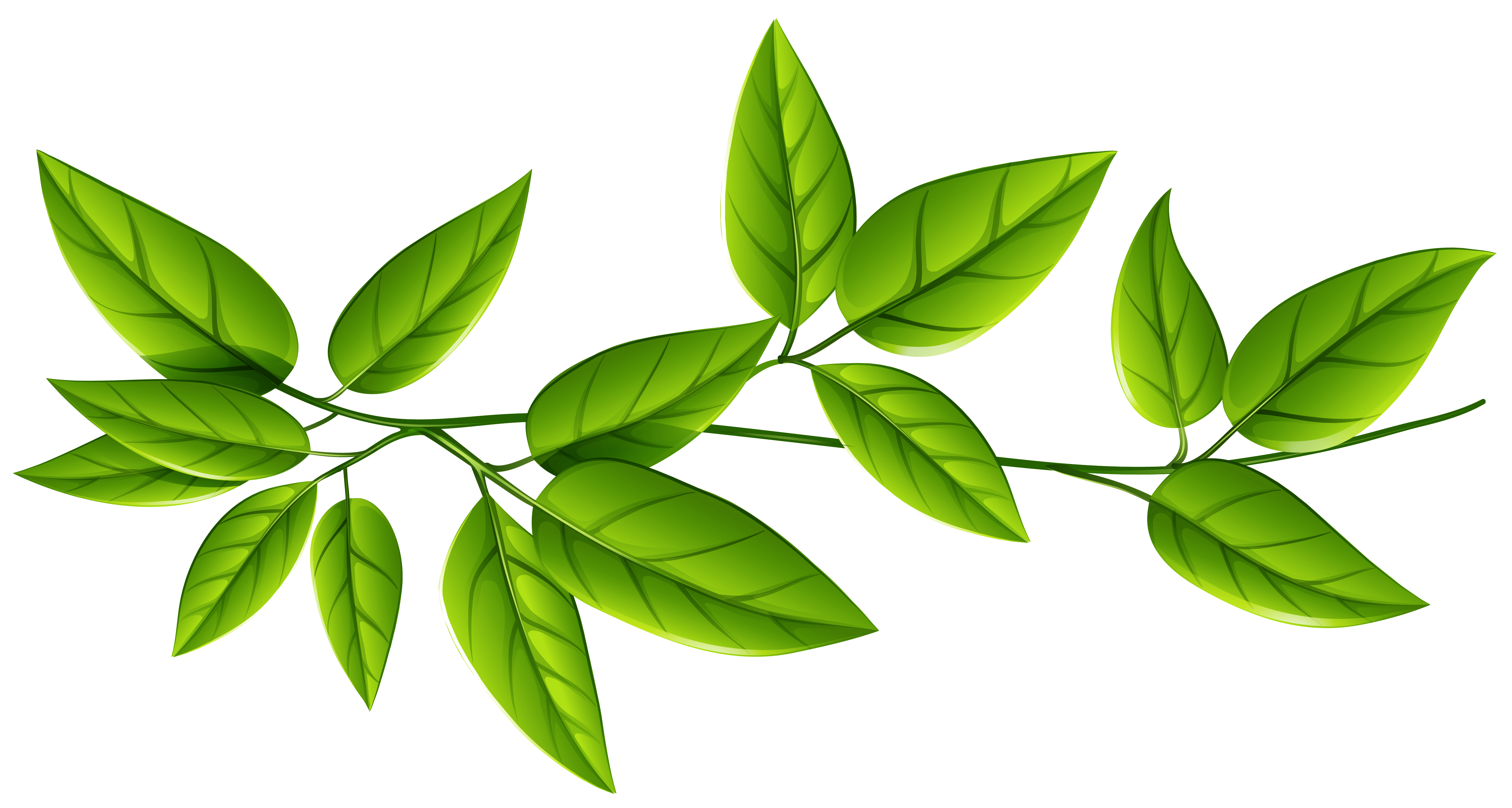 leaves clipart greenery