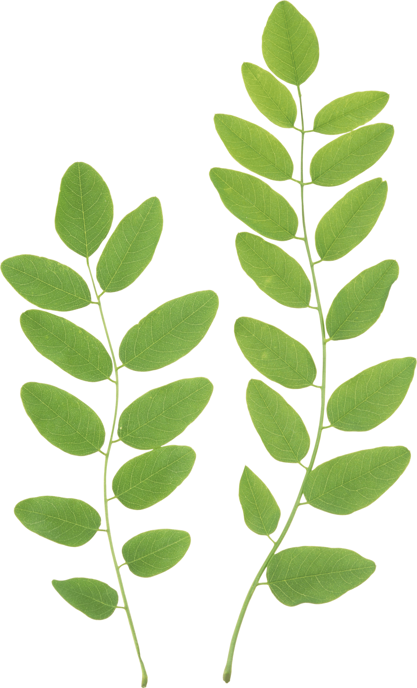 leaf clipart greenery
