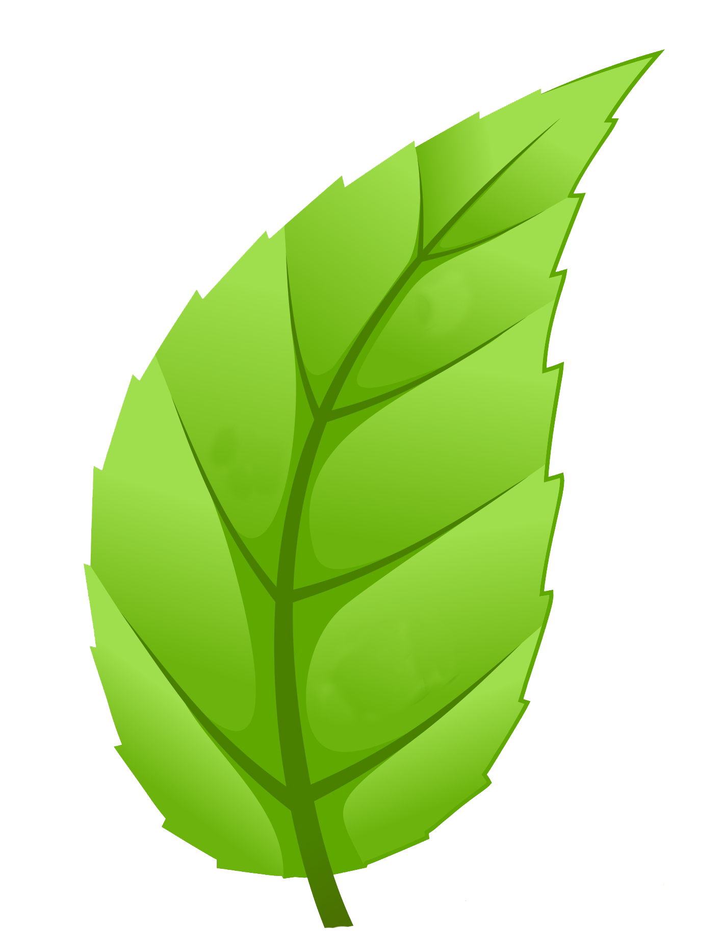 clipart leaf hickory