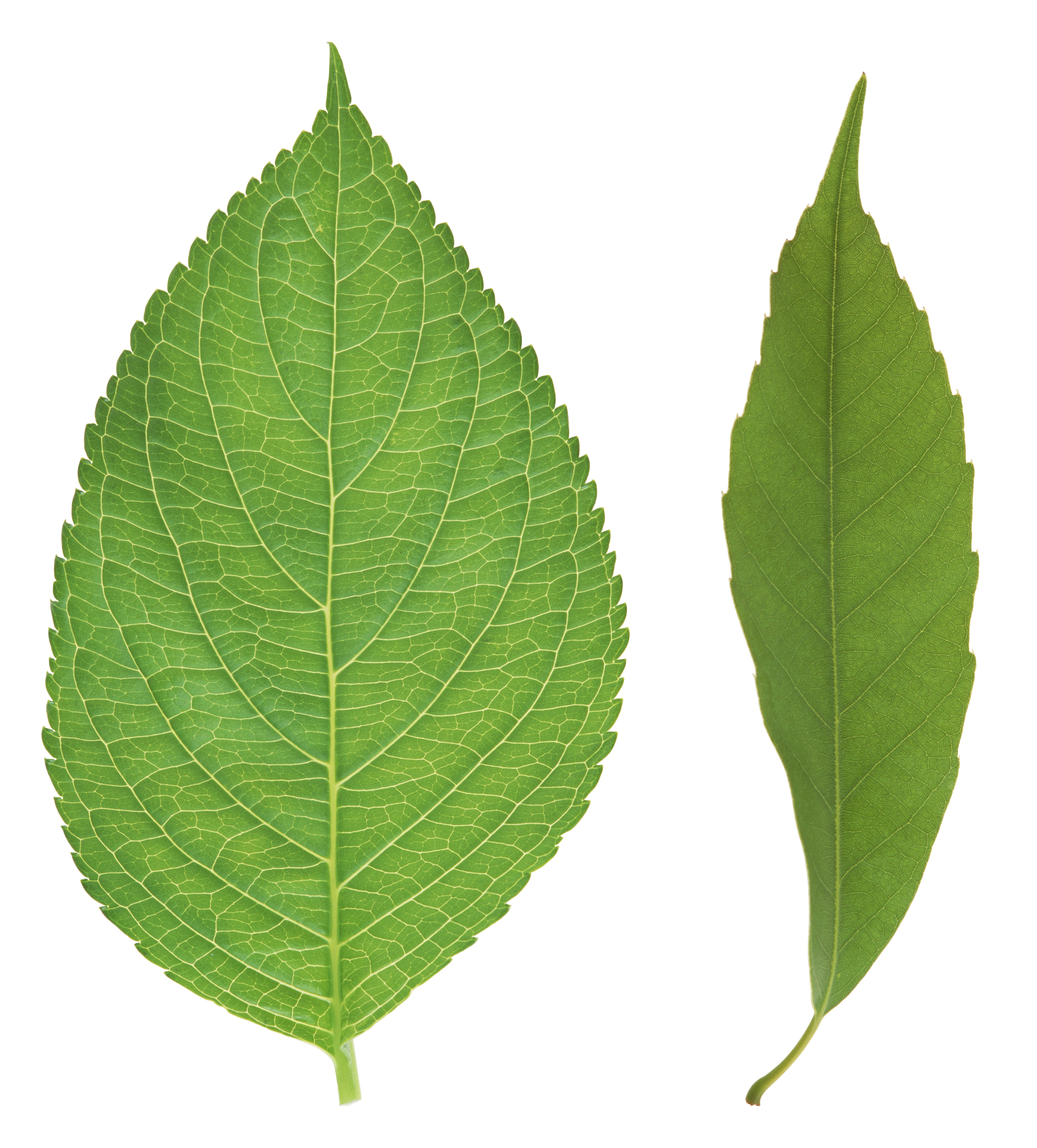 clipart leaf hickory