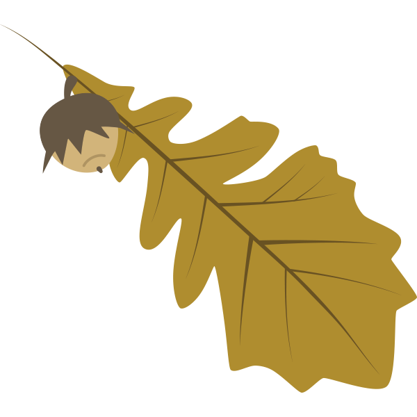 leaf clipart hickory