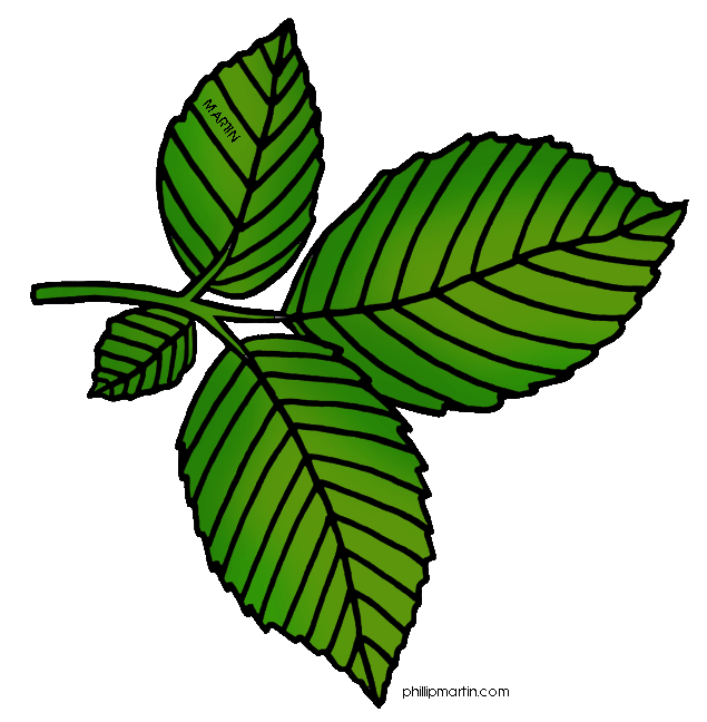  collection of high. Leaves clipart elm leaf