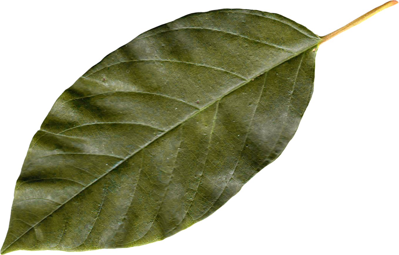clipart leaves bay leaves