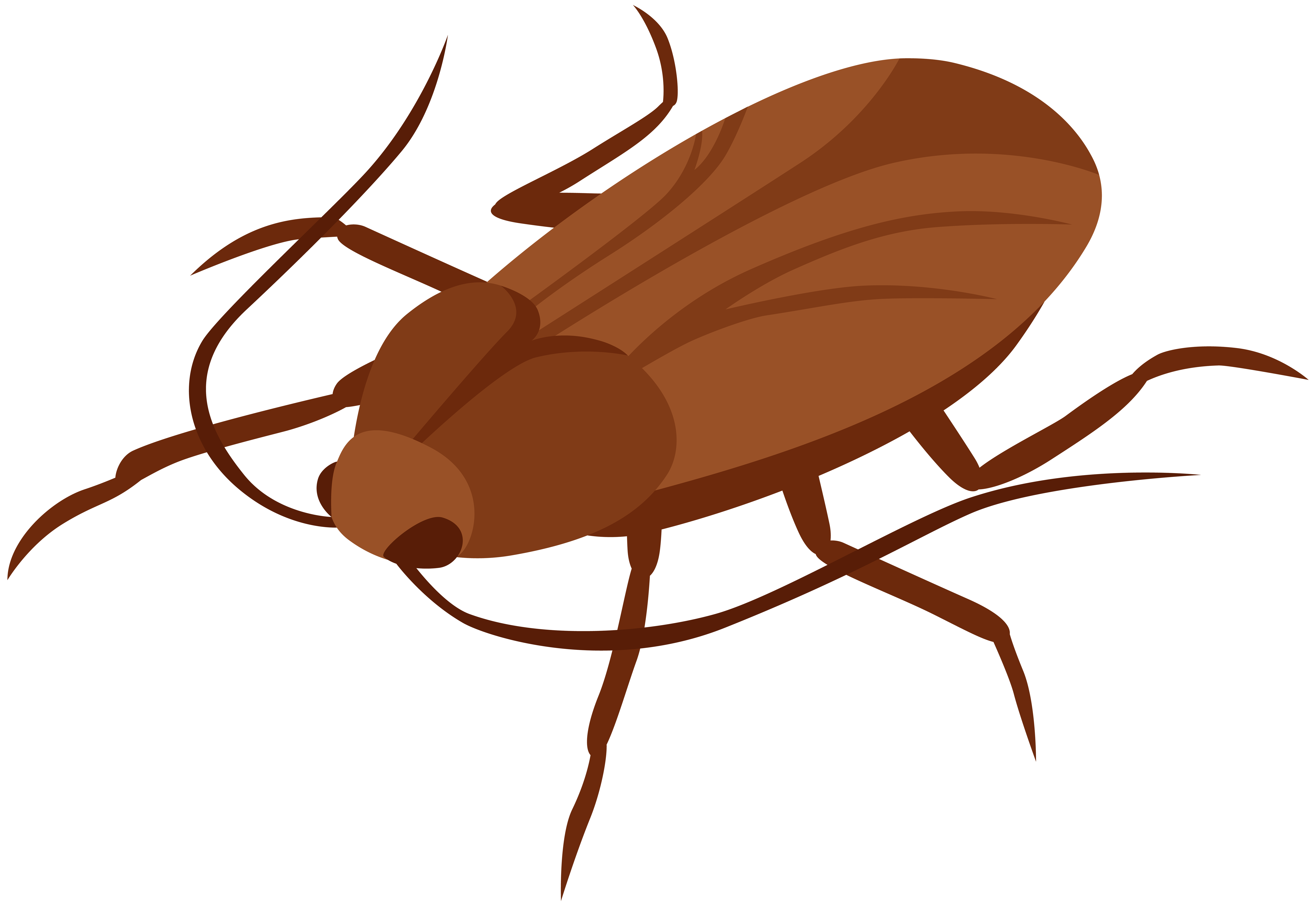 leaf clipart insect