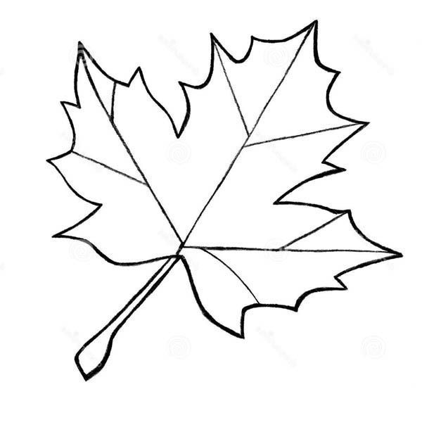 clipart leaf leaf pattern