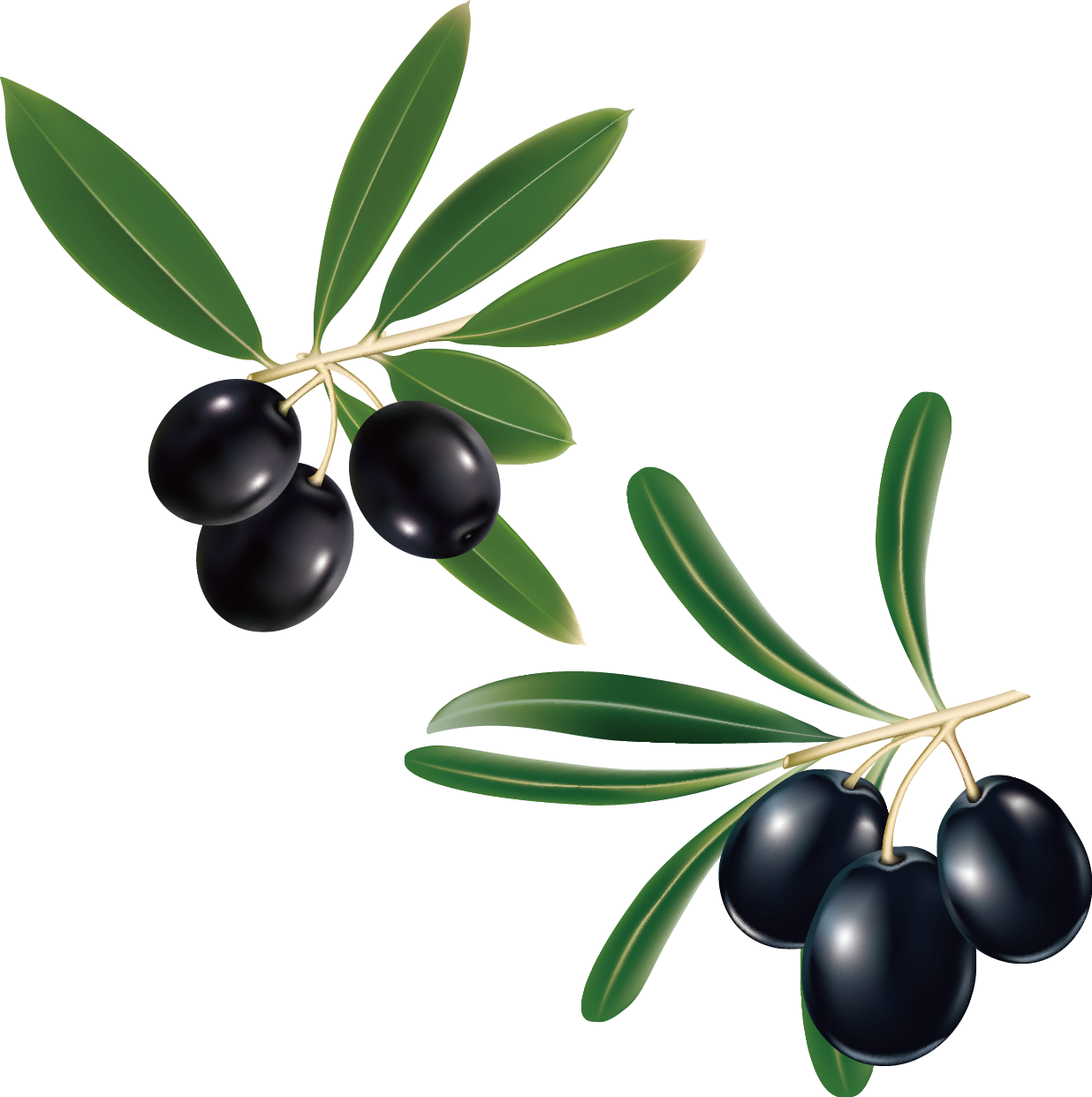 grape clipart olive
