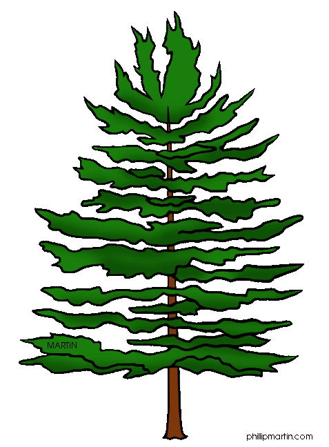 Woodland clipart fine tree. Pine art states clip