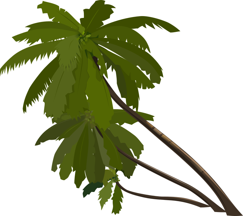 clipart leaf rainforest