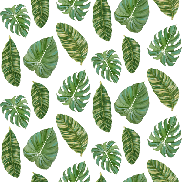 clipart leaf rainforest