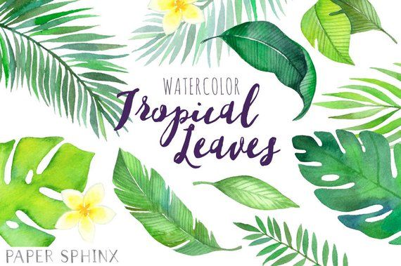 Watercolor tropical leaves palm. Clipart leaf summer