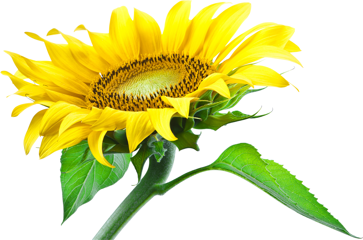 Clipart leaf sunflower. Png images transparent background