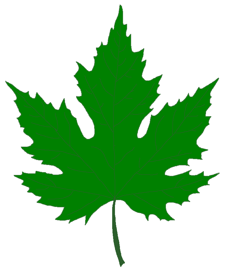 clipart leaves chinar leaf