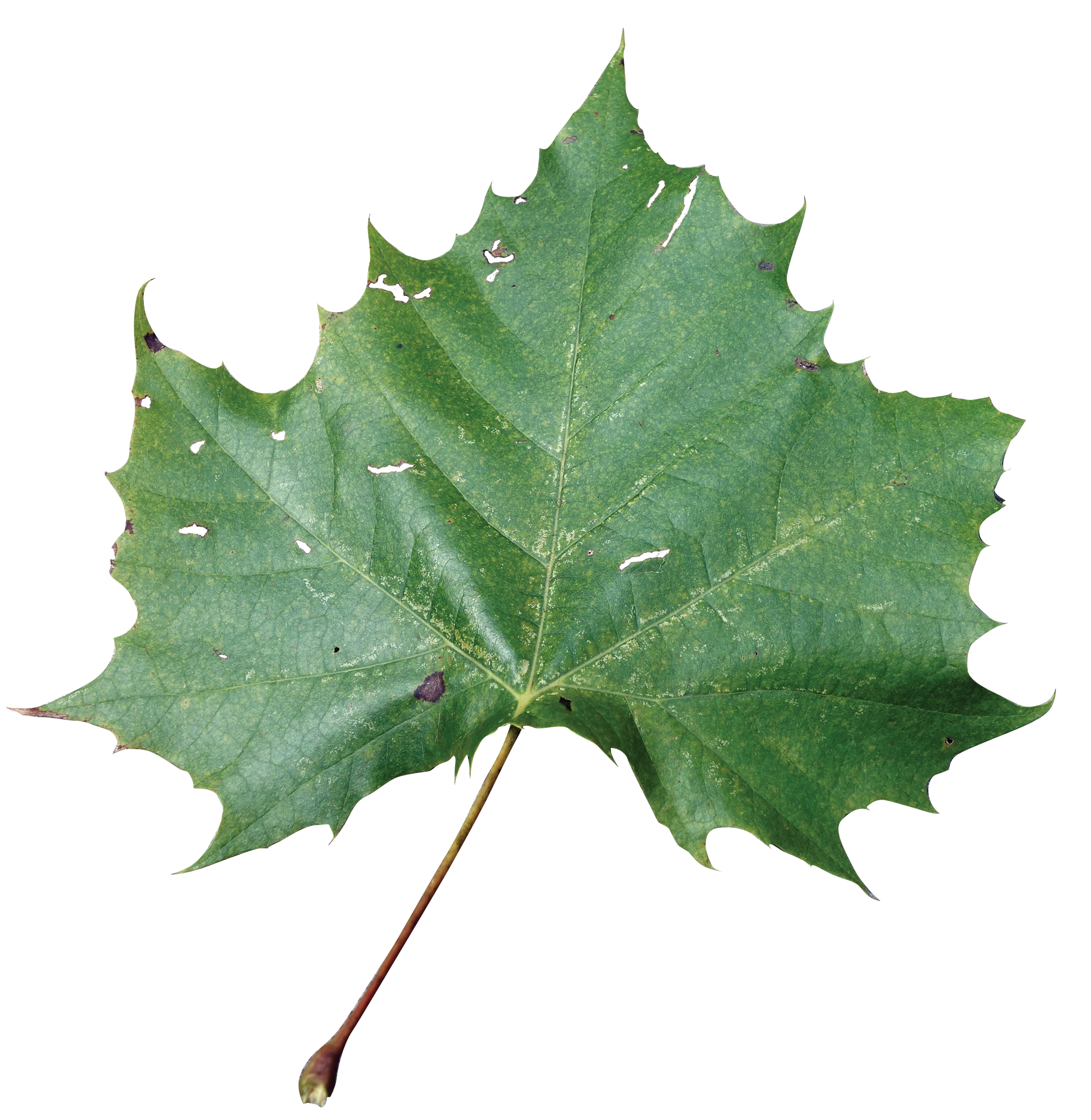 clipart leaf sycamore tree