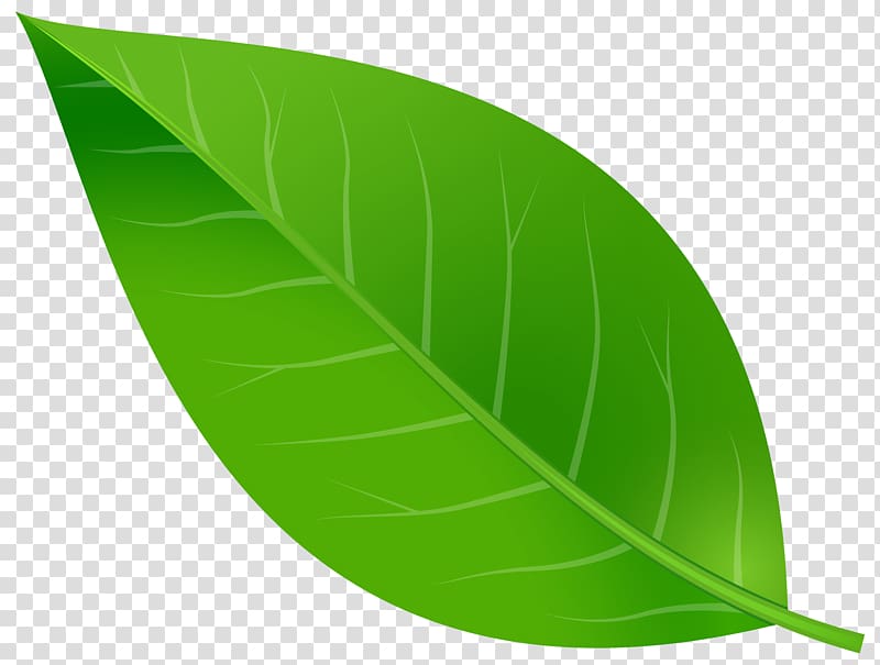 clipart leaf transparent background