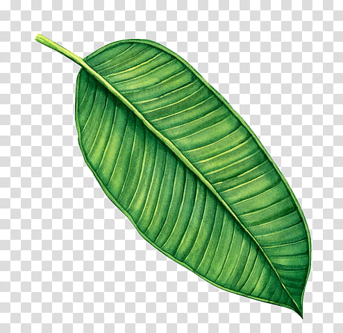 Green leaf transparent png. Clipart leaves invisible background
