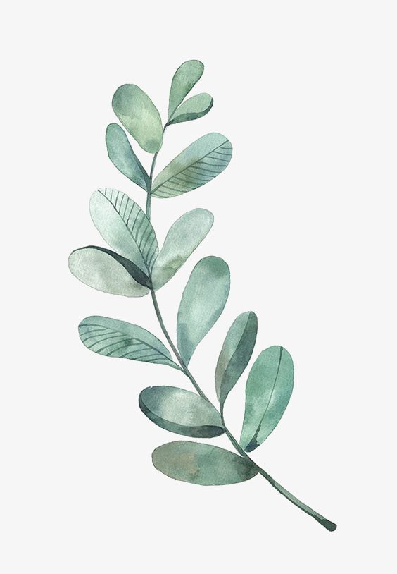Millions of png images. Clipart leaf watercolor