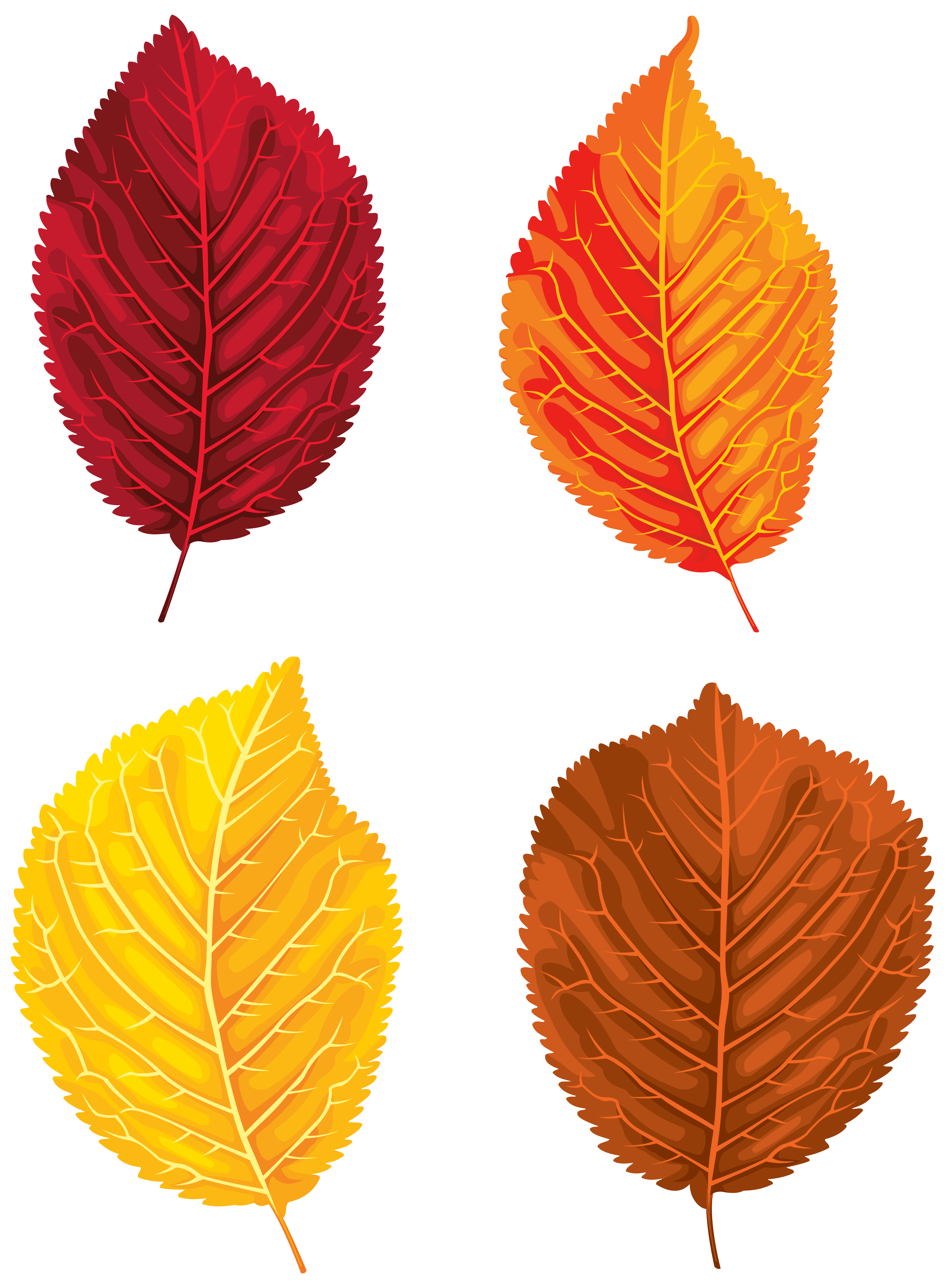 Clipart leaf yellow birch. Fall leaves set png