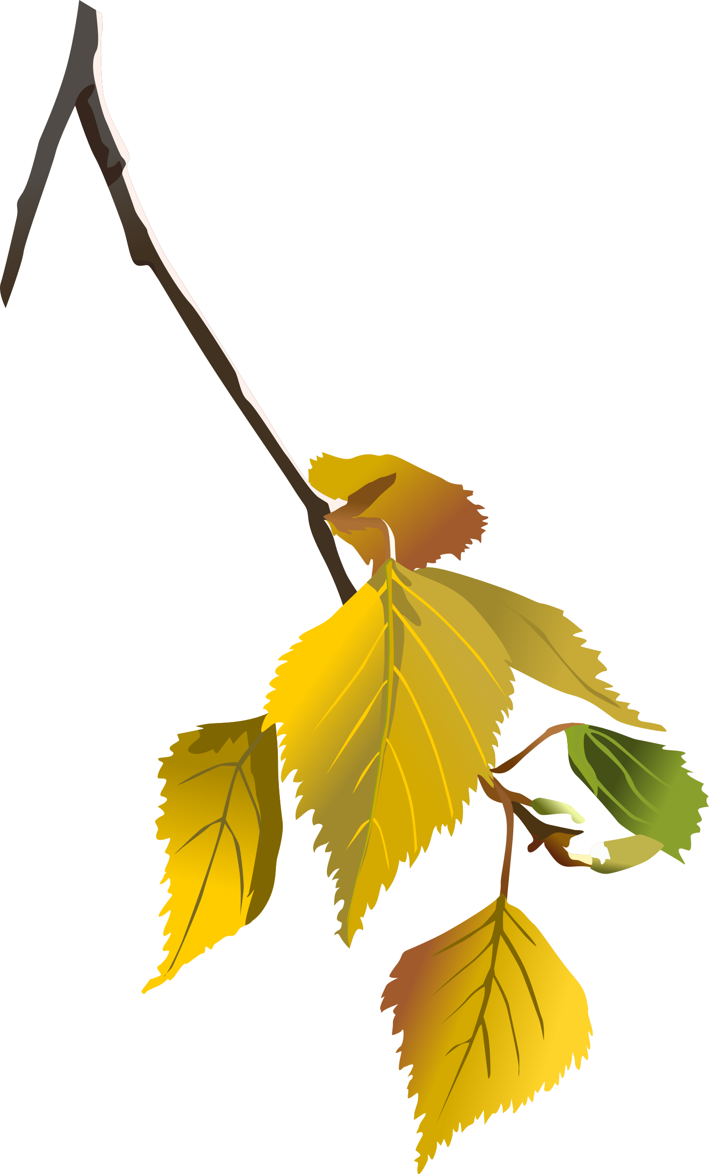 Leafs autumn big image. Clipart leaf yellow birch