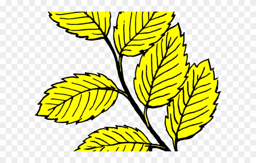 Lavender leaves . Leaf clipart yellow birch