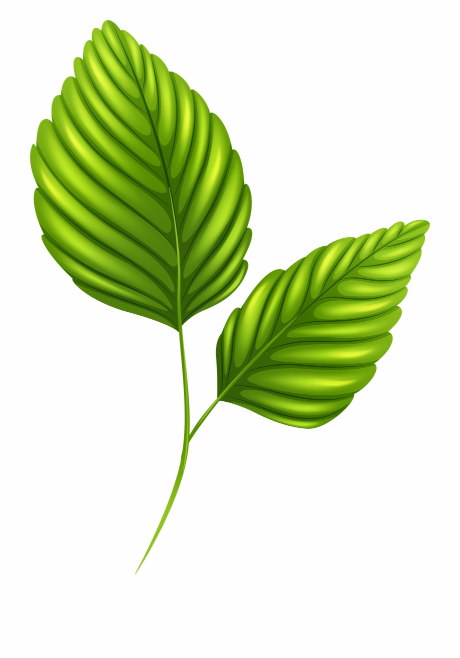 clipart leaves 2 leaves