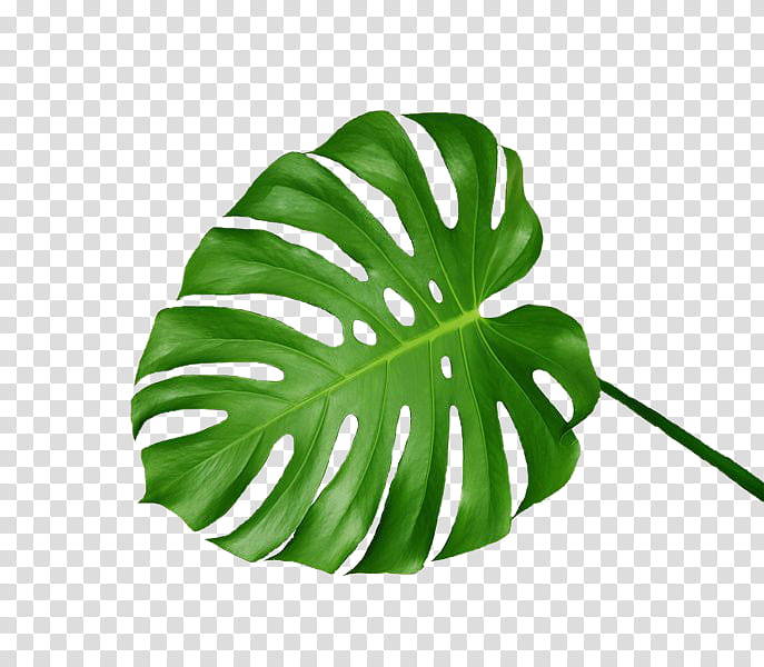 clipart leaves aesthetic