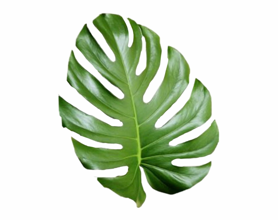 clipart leaves aesthetic