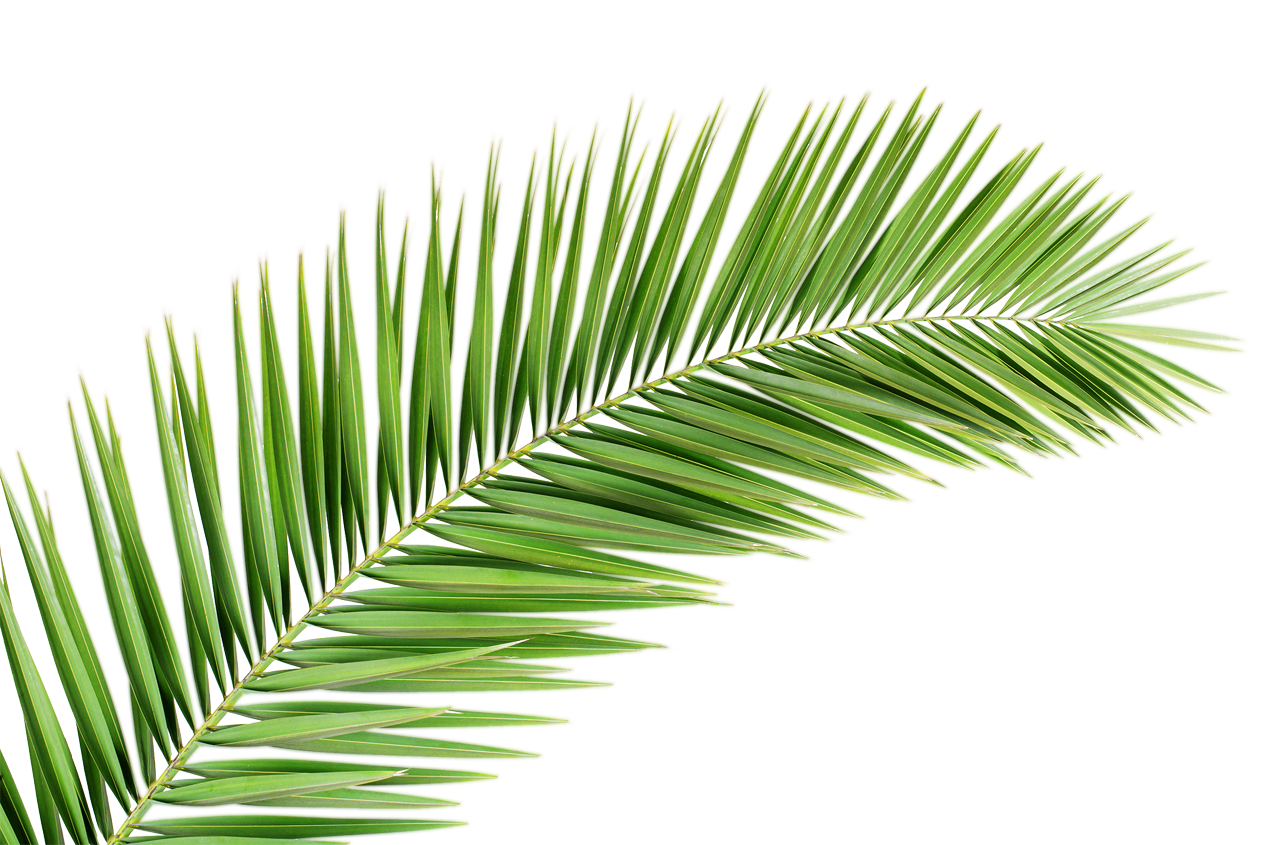 Palm clipart palm frond. Image result for transparent