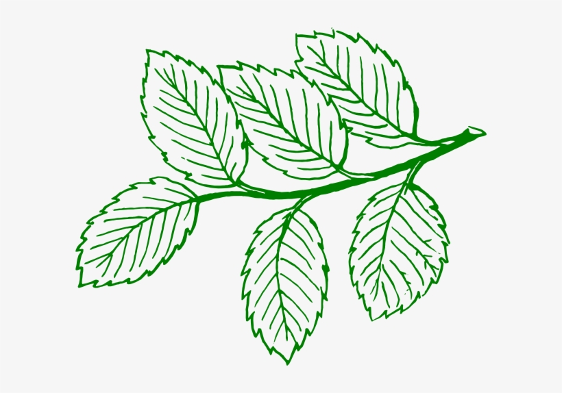 clipart leaves ash leaf