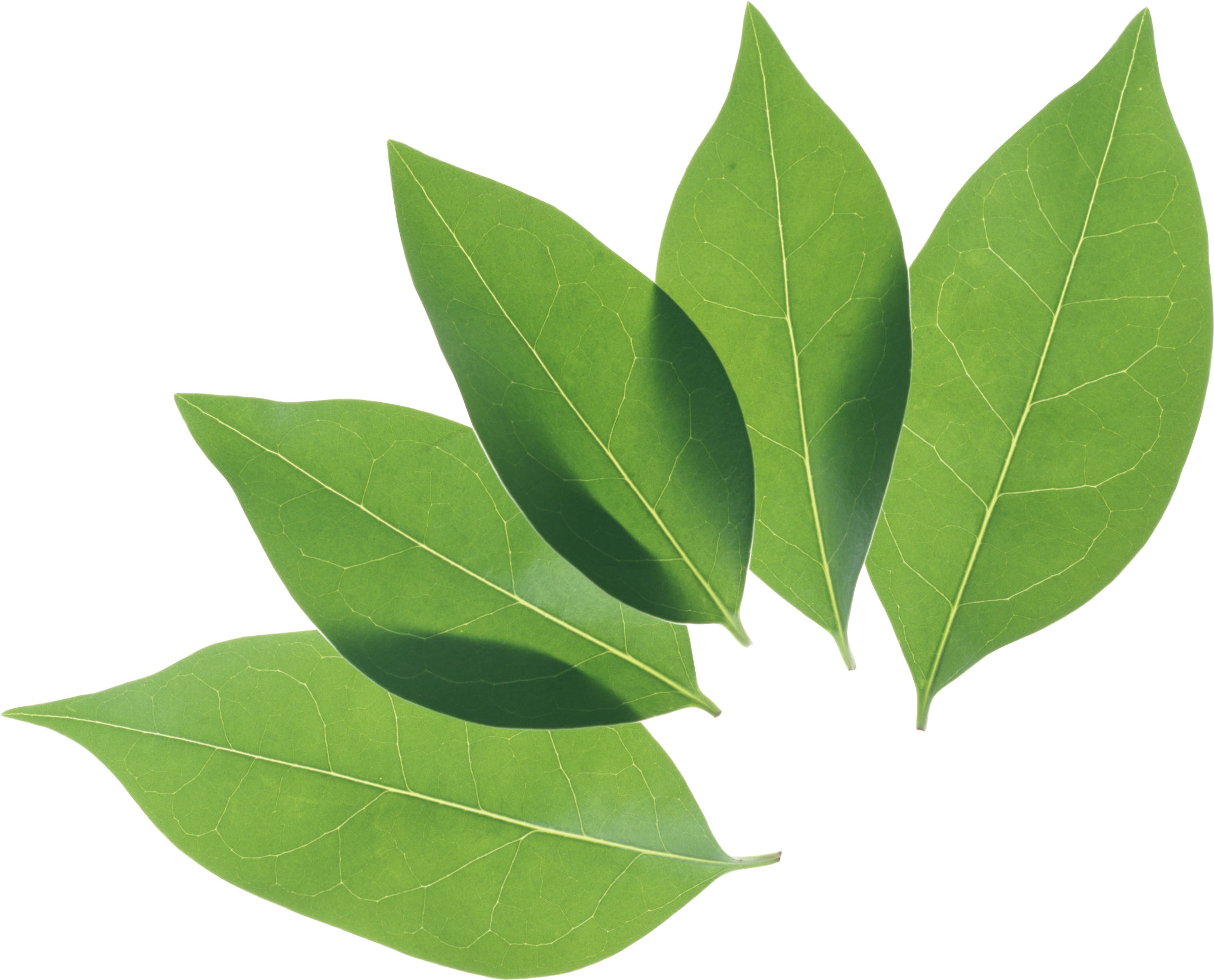 Green twenty one isolated. Leaves clipart bay leaves