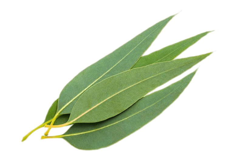 olive clipart eucalyptus