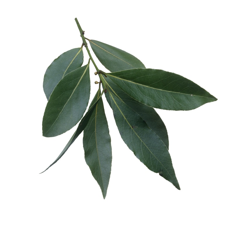 clipart leaves bay leaves