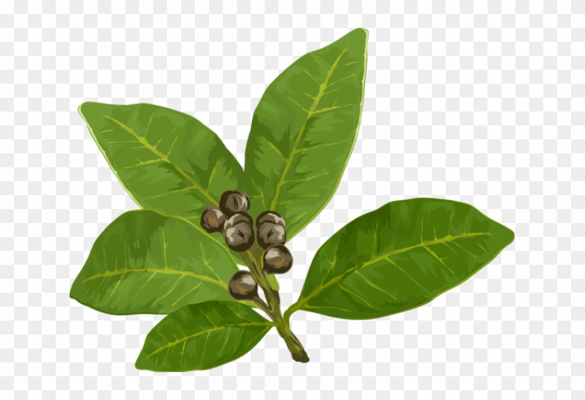 Leaves clipart bay leaves. Herbs png icon clip