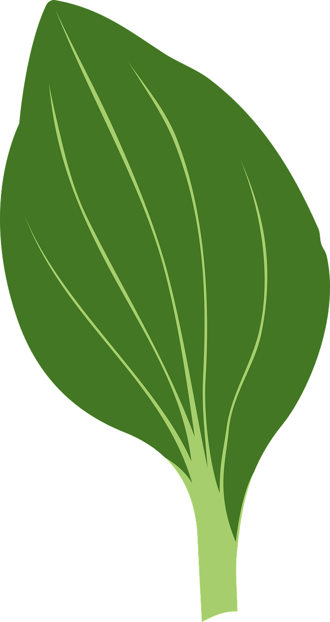 leaves clipart one leaf
