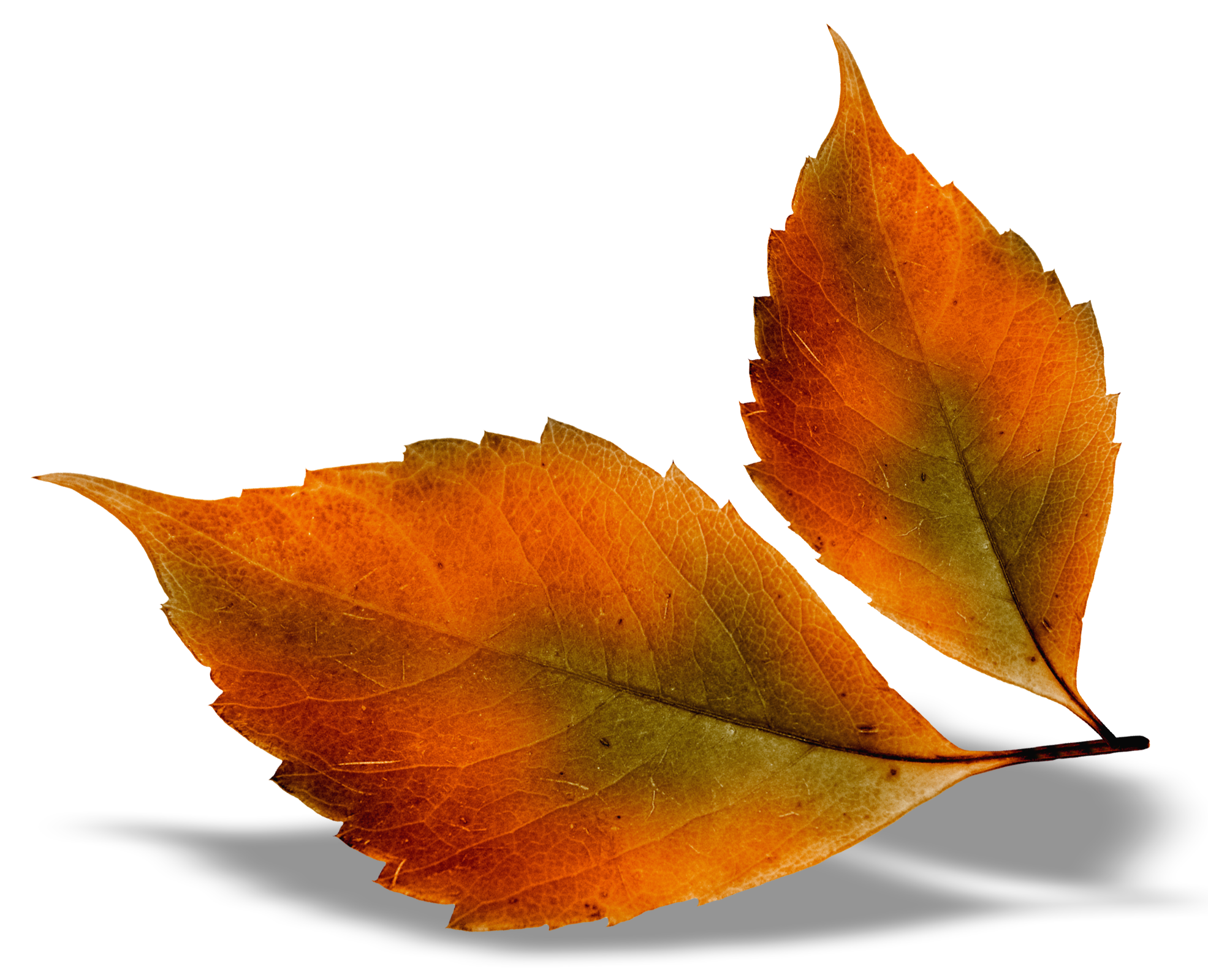 clipart leaves beautiful leave