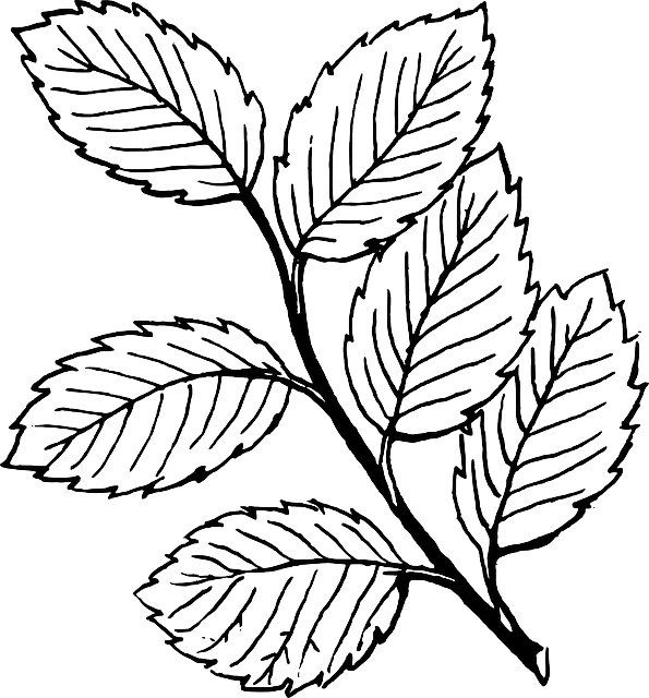 clipart roses leaf