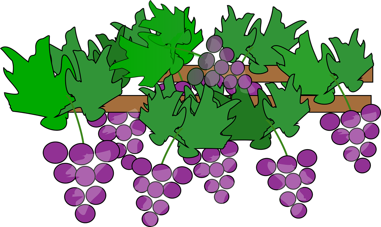 Suzanne bratcher with leaves. Grape clipart grape vine