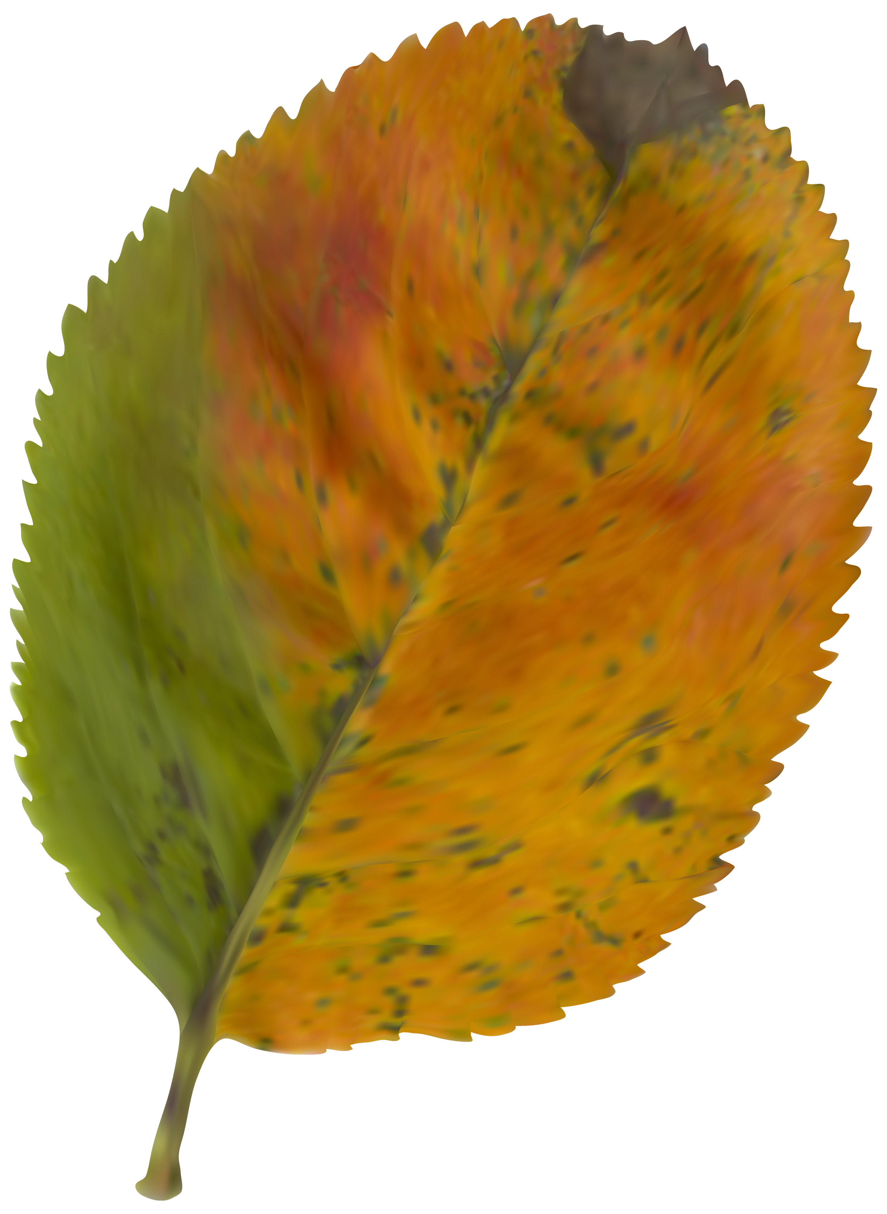 clipart leaves chinar leaf