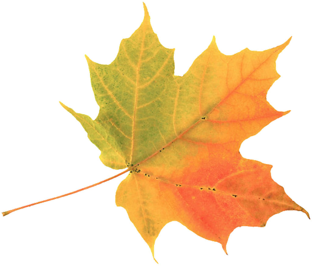 laurel clipart maple leaf