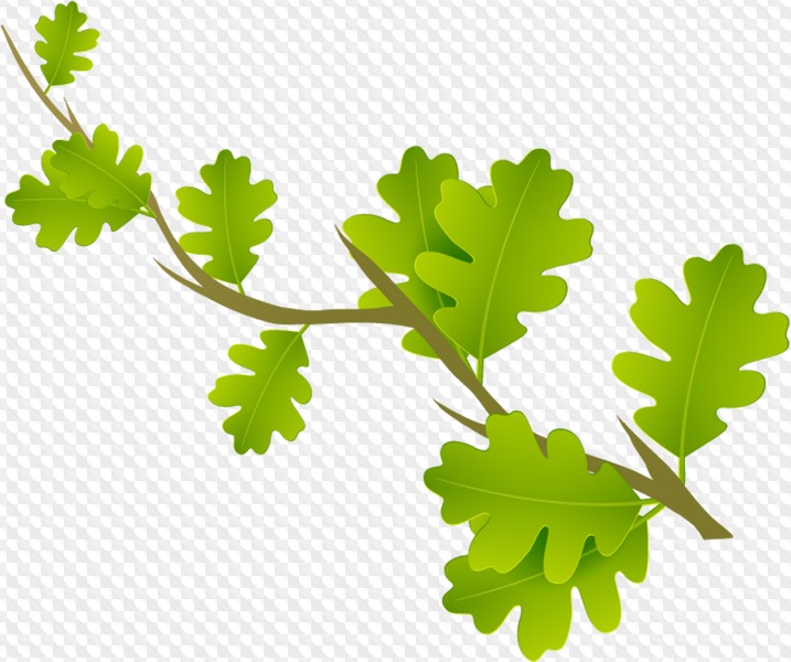 leaves clipart invisible background