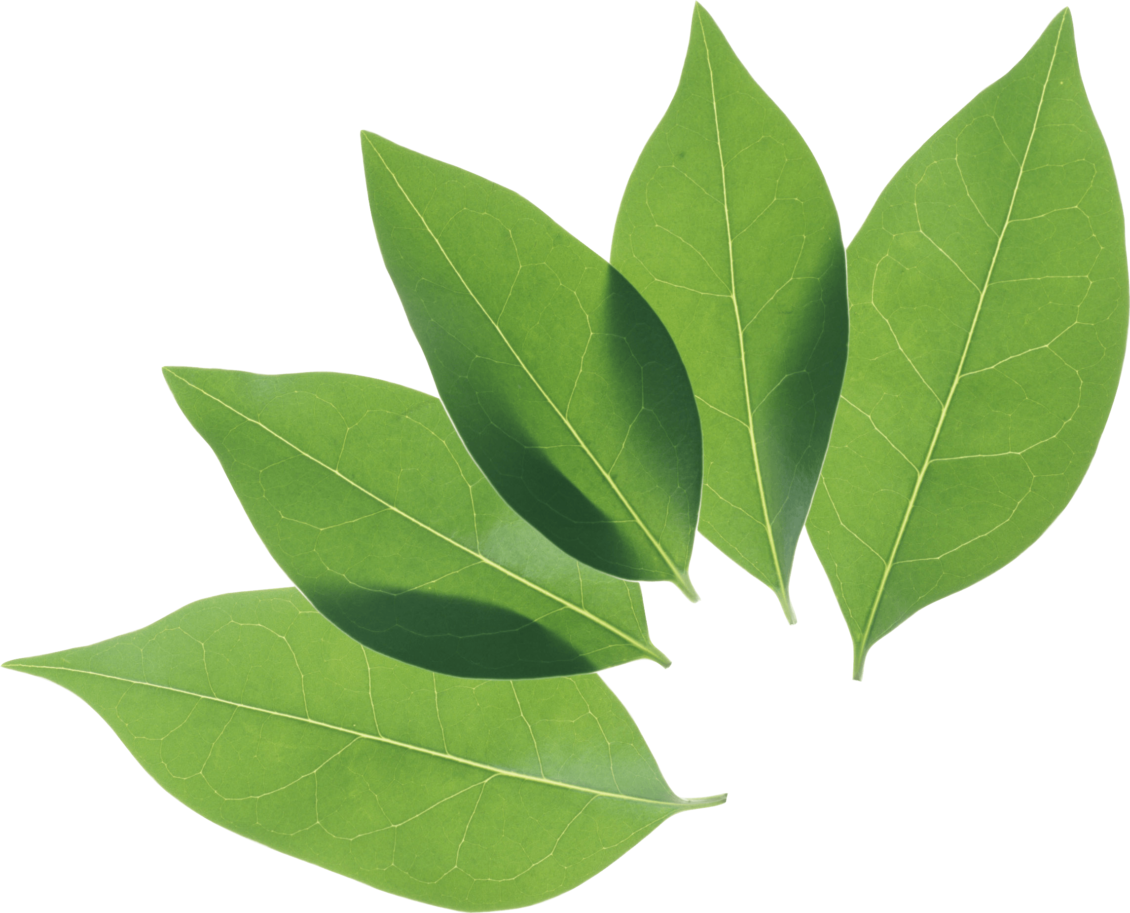 clipart leaves coca plant