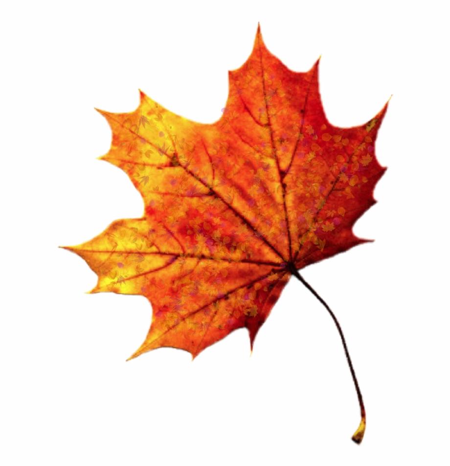 clipart leaves colourful leave