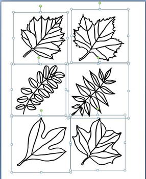 leaves clipart different kind leaves