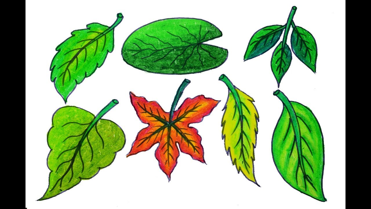 clipart leaves different kind leaves