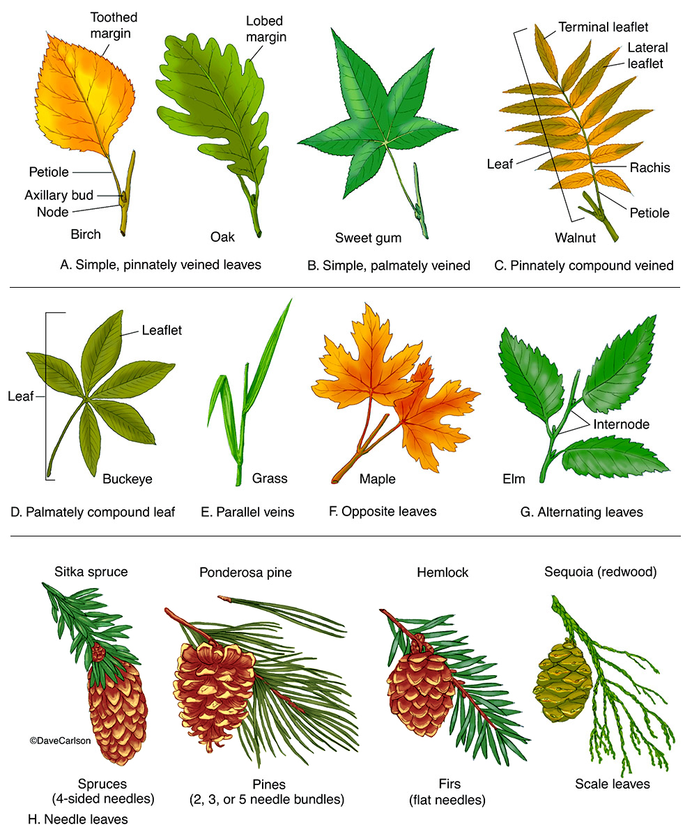 Clipart leaves different kind leaves. Leaf types morphology carlson