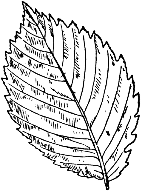 clipart leaves elm leaf