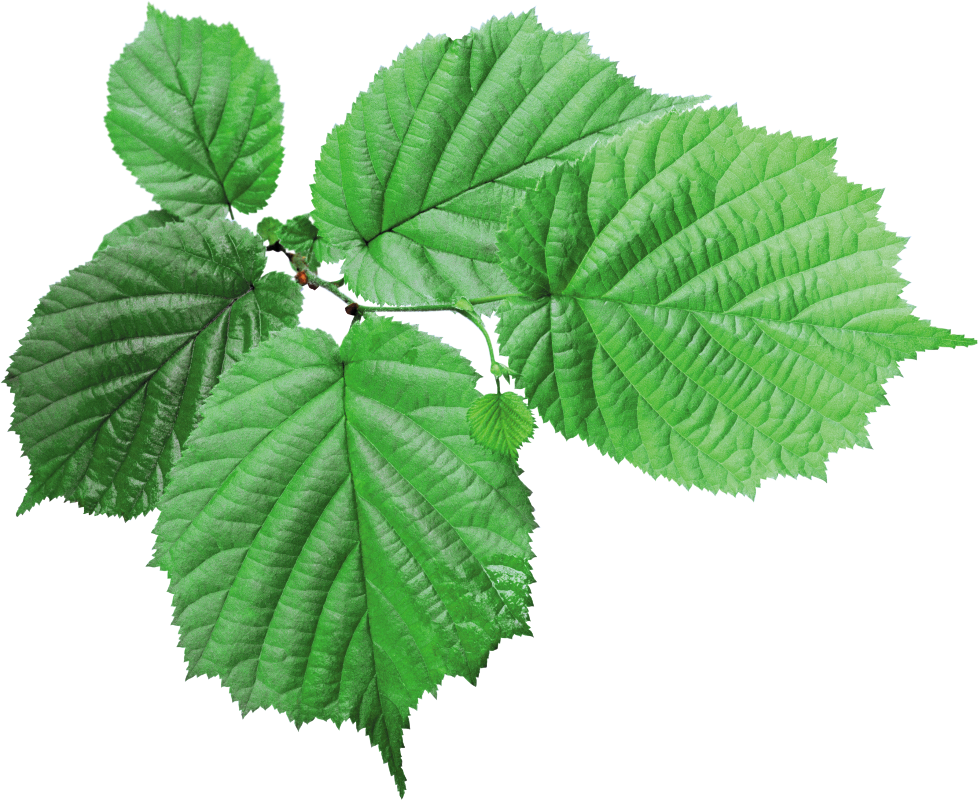 clipart leaves elm leaf