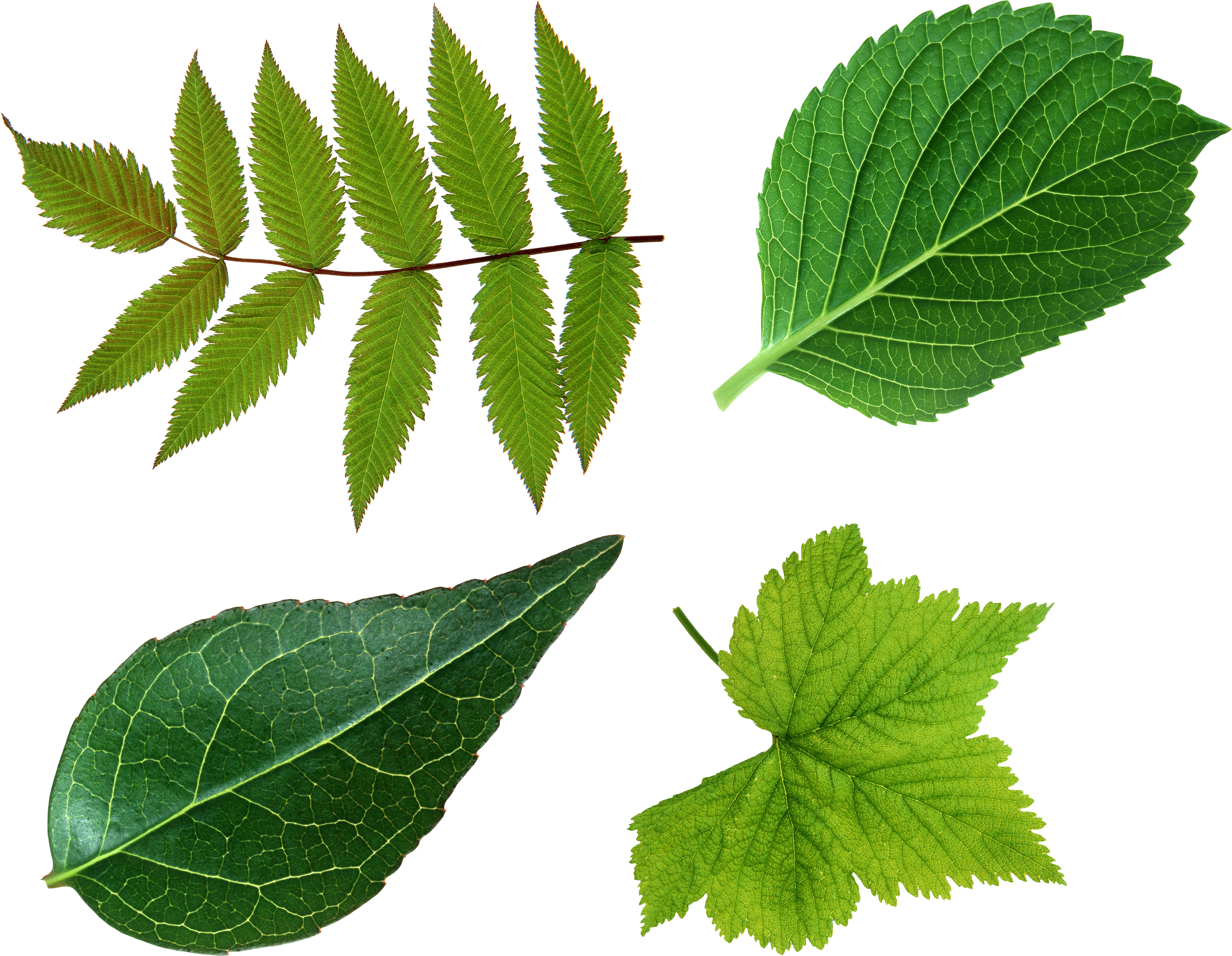 Leaves clipart elm leaf. Green png image purepng